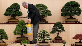 Why Japan is losing its prized bonsai trees to theft and trafficking